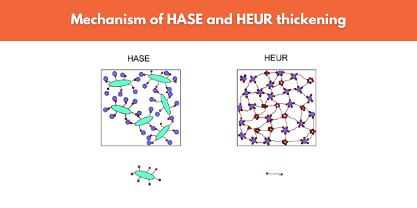 Thickening mechanisms of HASE and HEUR thickeners